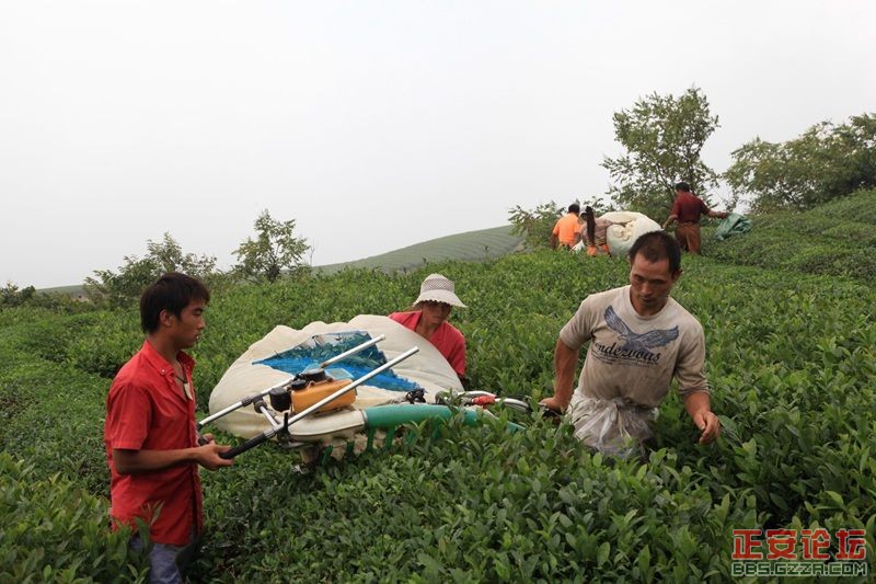 贵州正安上坝知青茶场避暑游插图36
