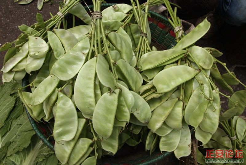 贵州正安上坝知青茶场避暑游插图46