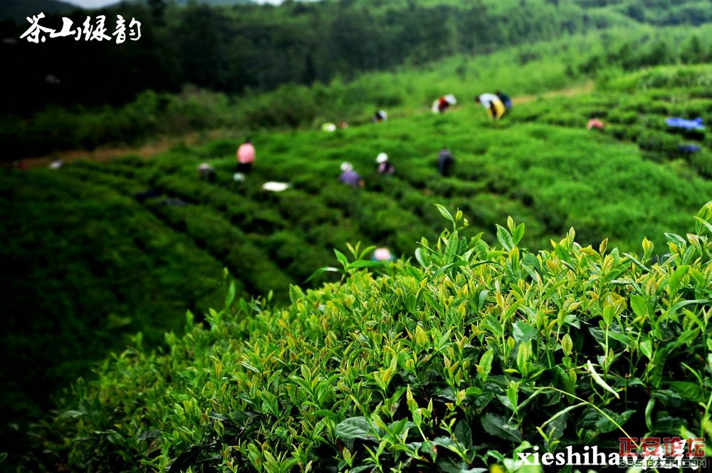 青山绿波荡 茶园飘清香——正安上坝知青茶场插图13