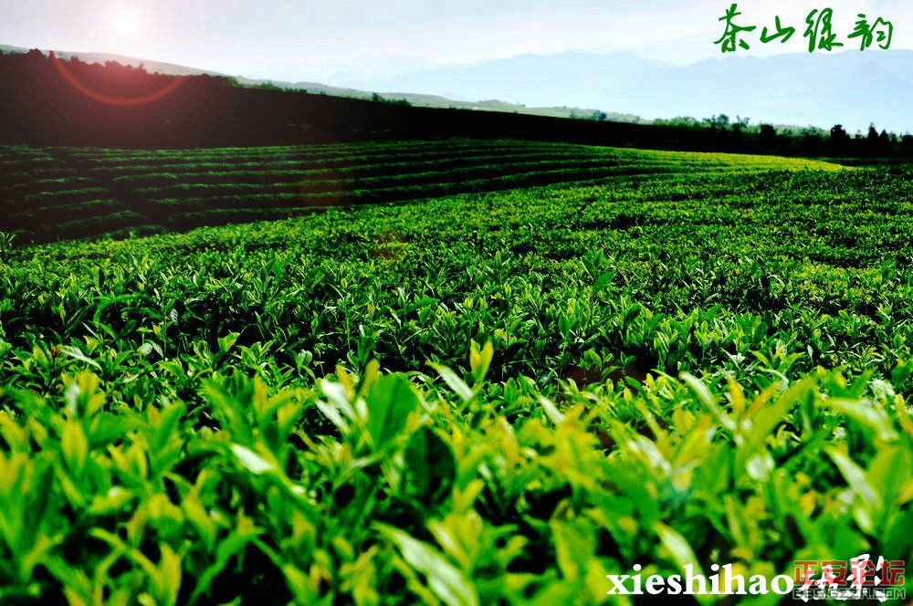 青山绿波荡 茶园飘清香——正安上坝知青茶场插图14