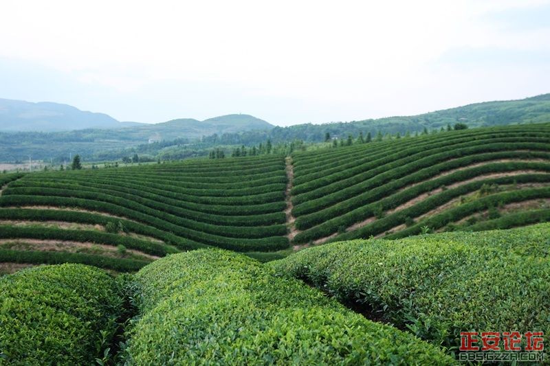 贵州正安上坝知青茶场避暑游插图54