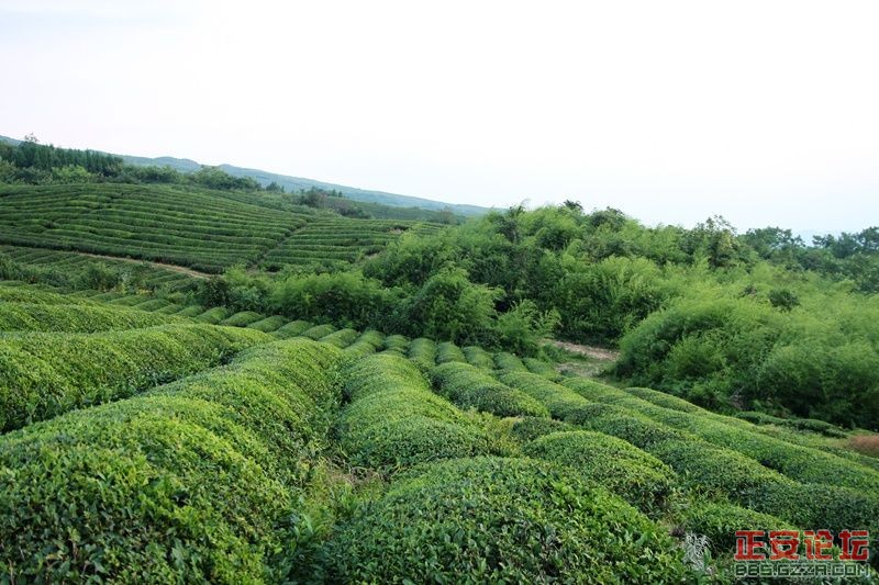 贵州正安上坝知青茶场避暑游插图53