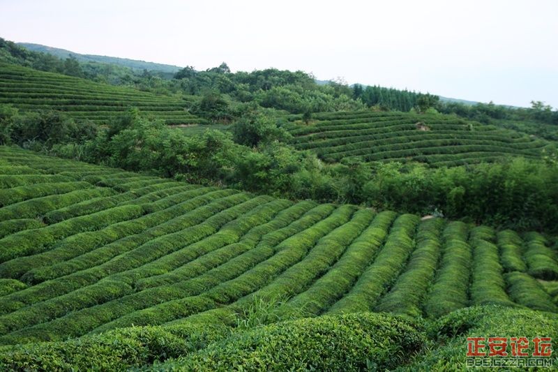 贵州正安上坝知青茶场避暑游插图55