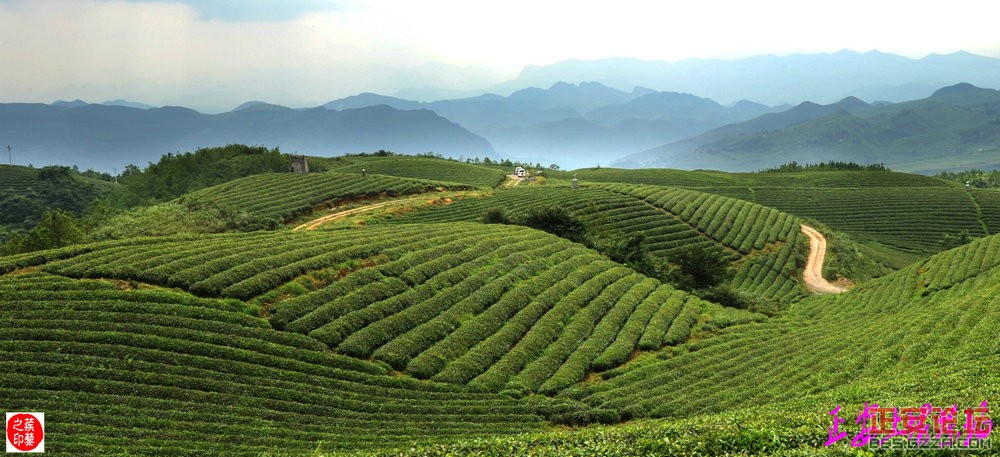 青山绿波荡 茶园飘清香——正安上坝知青茶场插图3