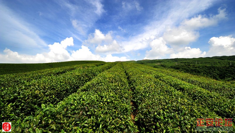 青山绿波荡 茶园飘清香——正安上坝知青茶场插图4