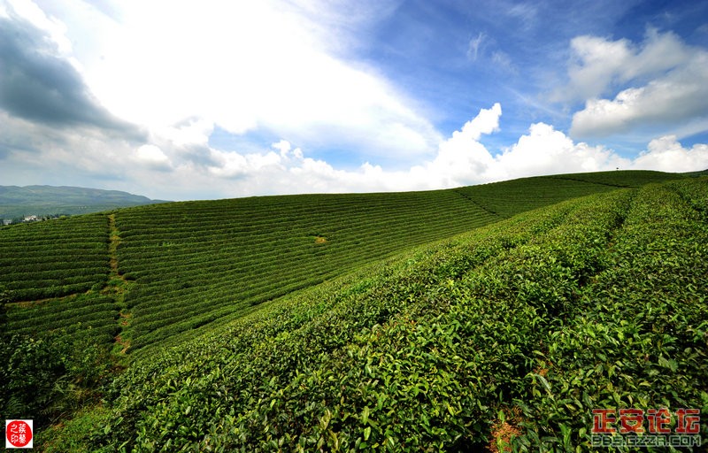 青山绿波荡 茶园飘清香——正安上坝知青茶场插图5