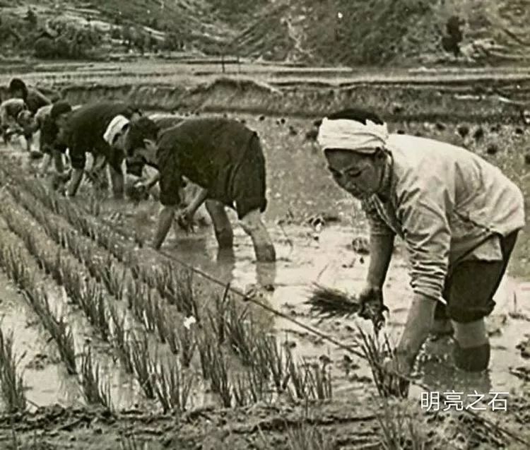 苦乐知青年华 — 半个世纪的回忆，一曲明亮的青春之歌插图12
