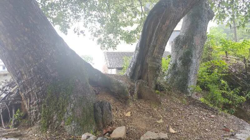 罗遵义风物散文选插图5