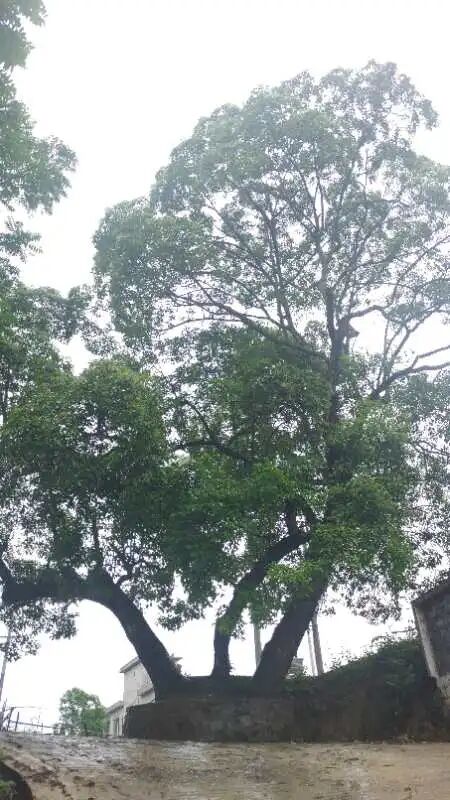 罗遵义风物散文选插图4