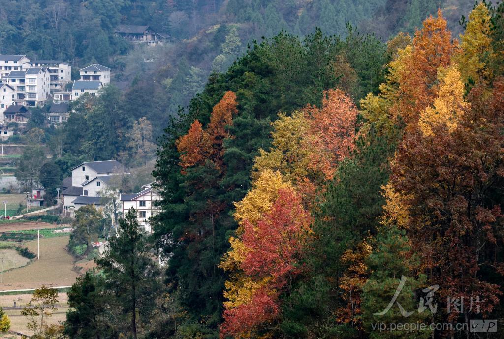 贵州正安：美丽乡村景如画插图1