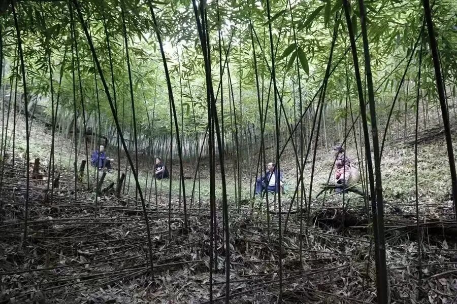 三县交界顶箐山插图5 图片